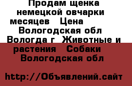Продам щенка немецкой овчарки 5 месяцев › Цена ­ 8 000 - Вологодская обл., Вологда г. Животные и растения » Собаки   . Вологодская обл.
